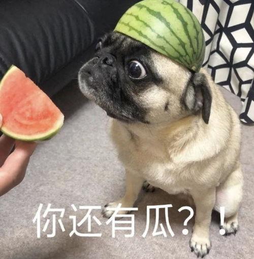 吃瓜表情包,揭秘网络时代的幽默密码